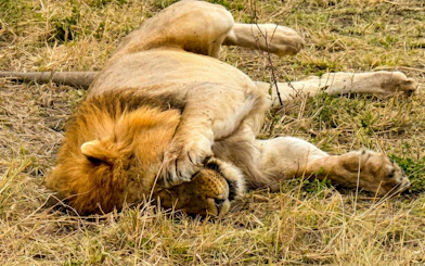 Lion resting on grass in Masai Mara Safari, Kenya.