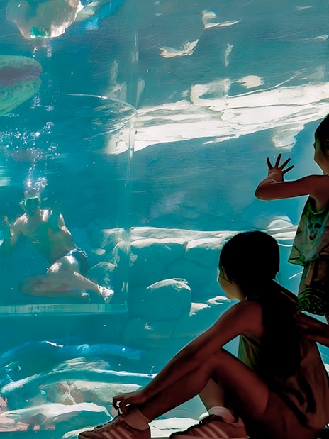 Visitors observing a diver in the Cage of Death with a crocodile at Crocosaurus Cove, Darwin.