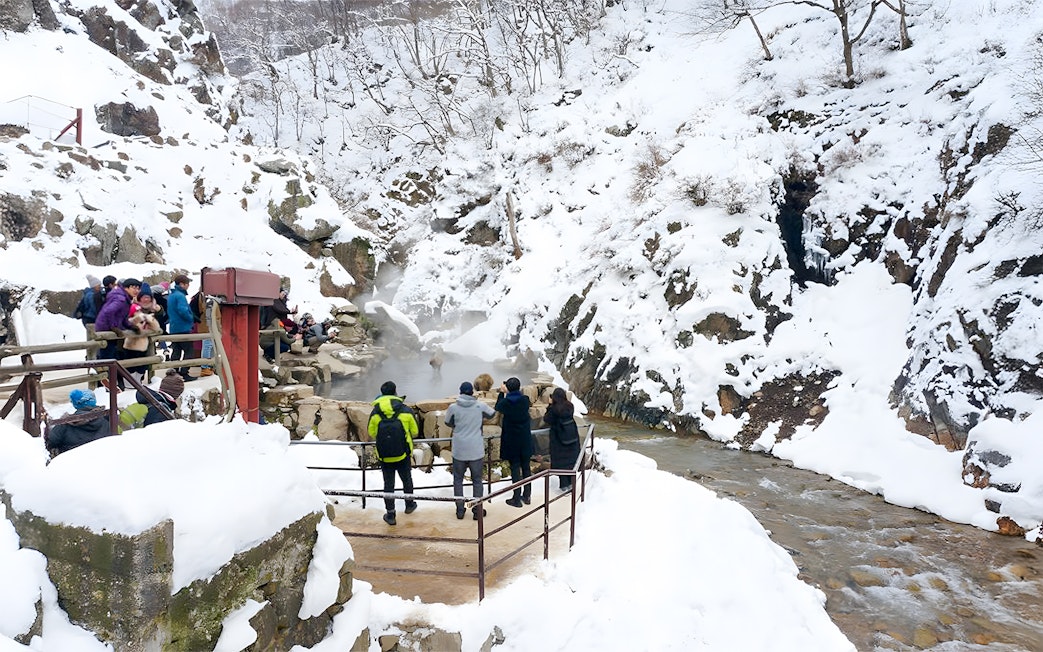 Visitors observing snow monkeys in hot springs, Jigokudani Monkey Park, Nagano, Japan.