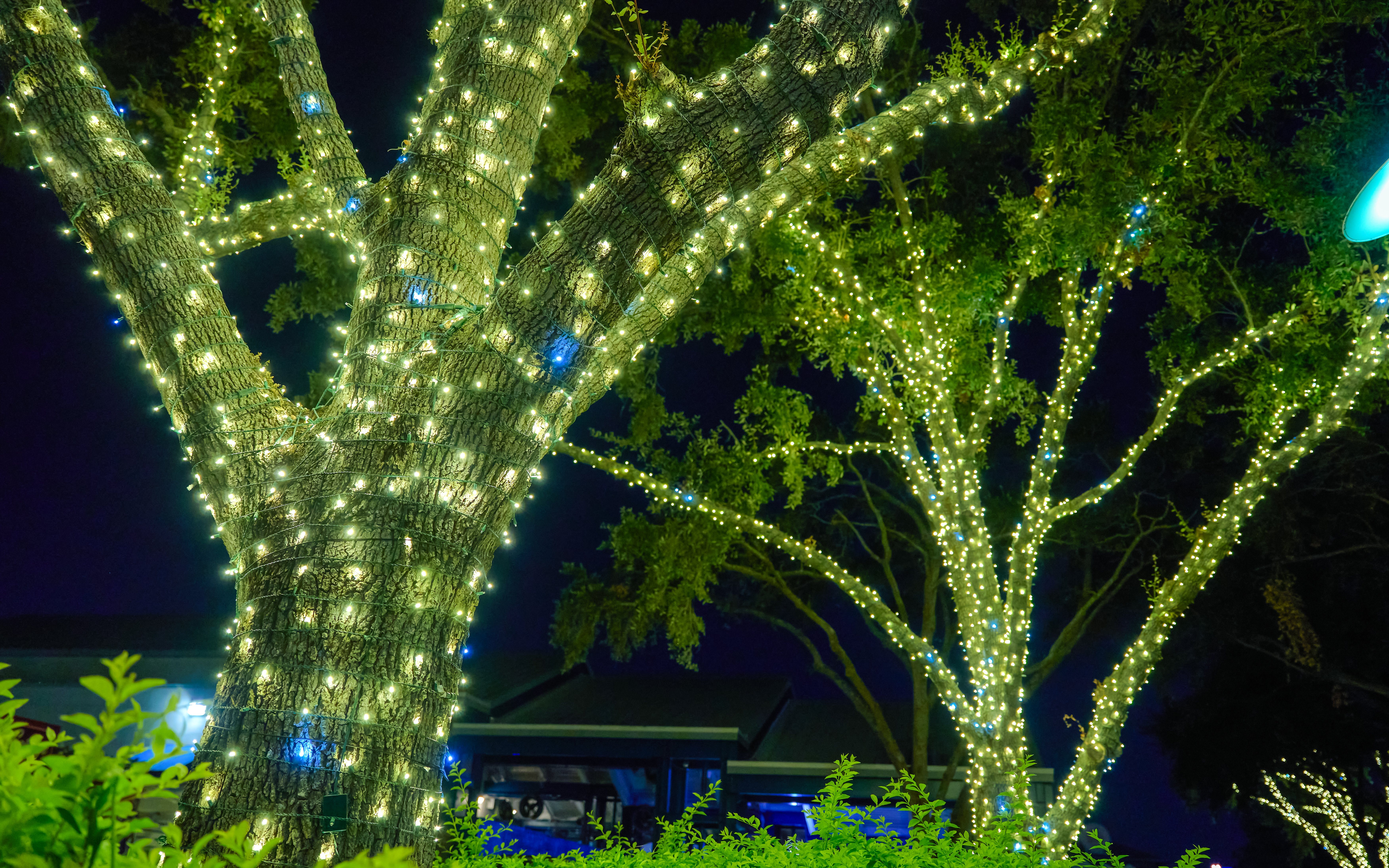 Tree wrapped in holiday lights at night.
