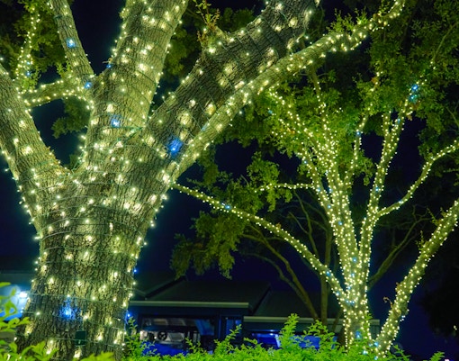 Tree wrapped in holiday lights at night.