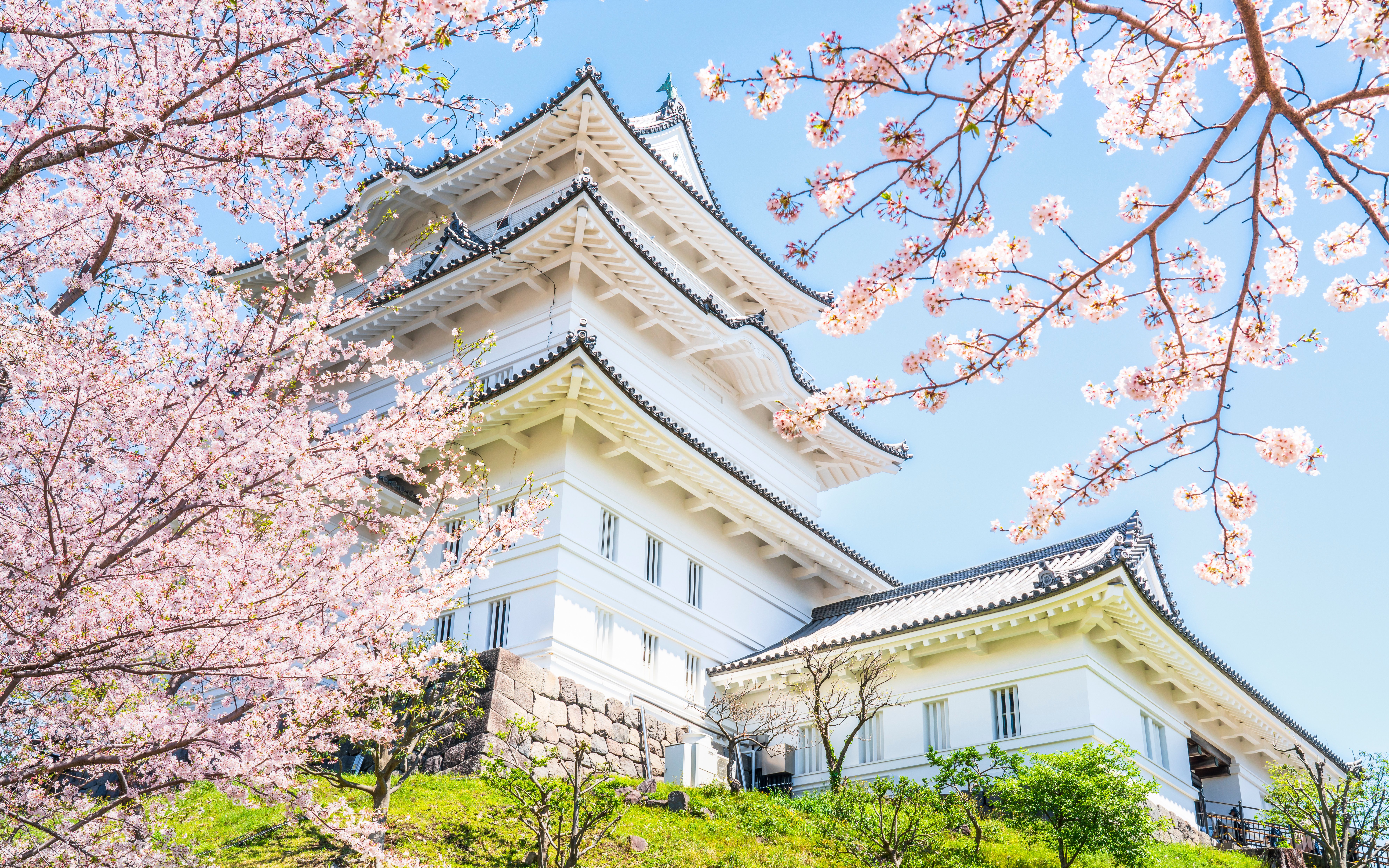 Odawara Castle main keep with cherry blossoms in full bloom, Kanagawa, Japan.