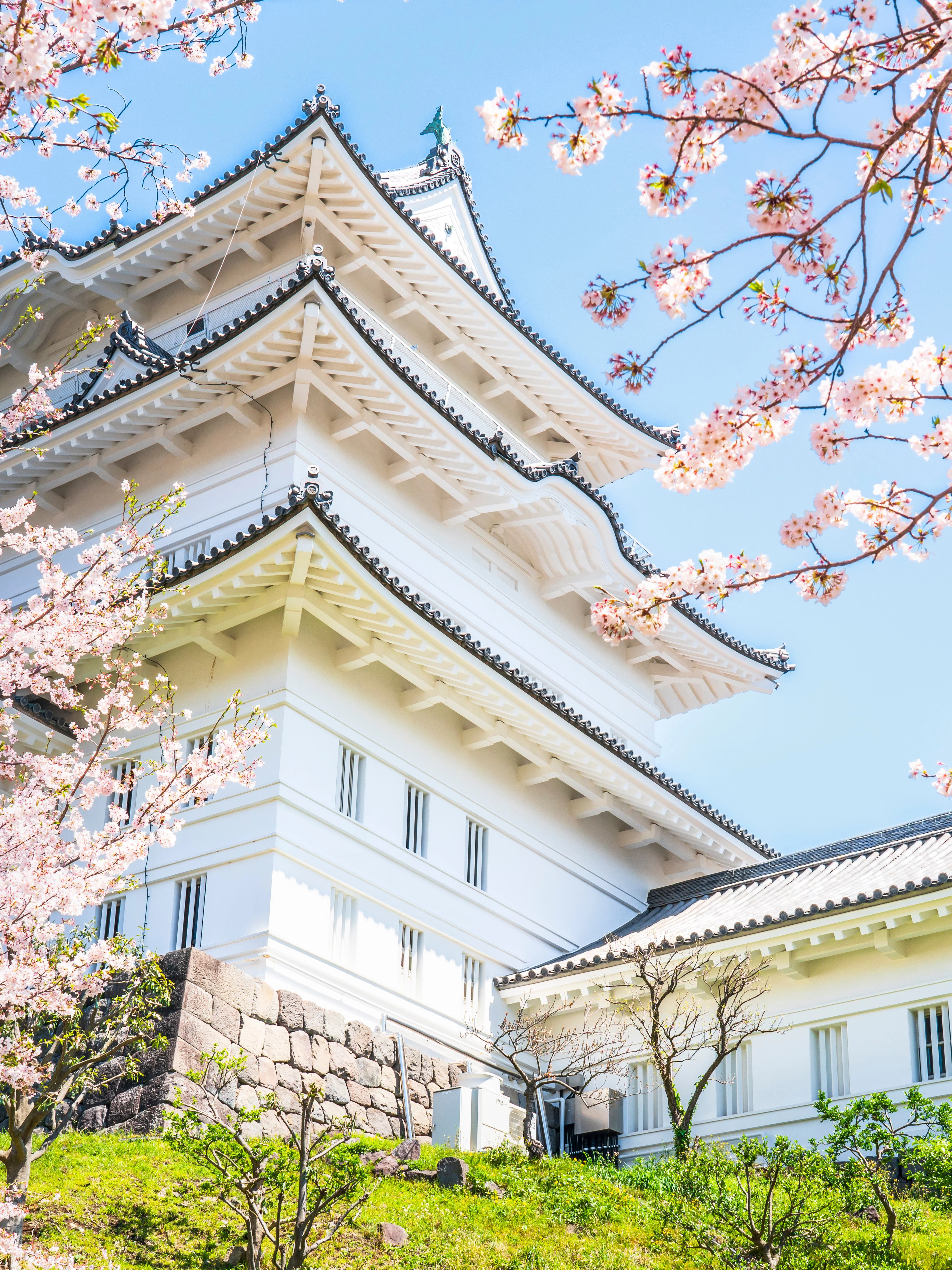 Odawara Castle main keep with cherry blossoms in full bloom, Kanagawa, Japan.