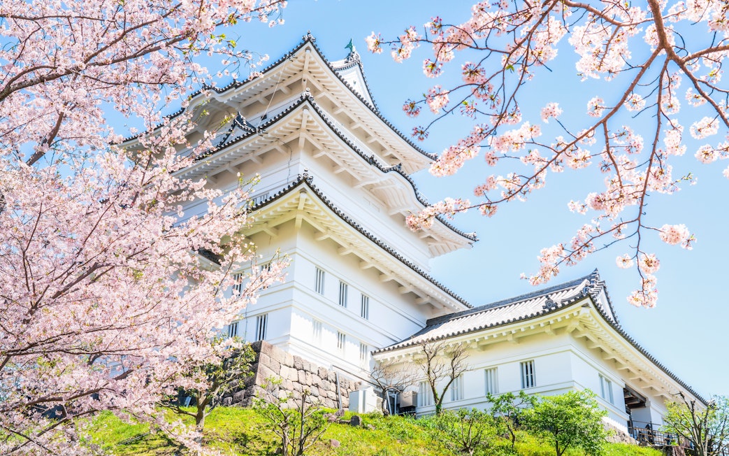 Odawara Castle main keep with cherry blossoms in full bloom, Kanagawa, Japan.