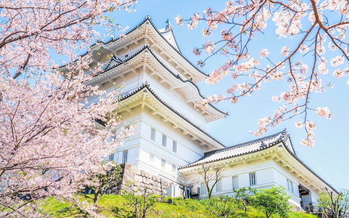 Odawara Castle main keep with cherry blossoms in full bloom, Kanagawa, Japan.