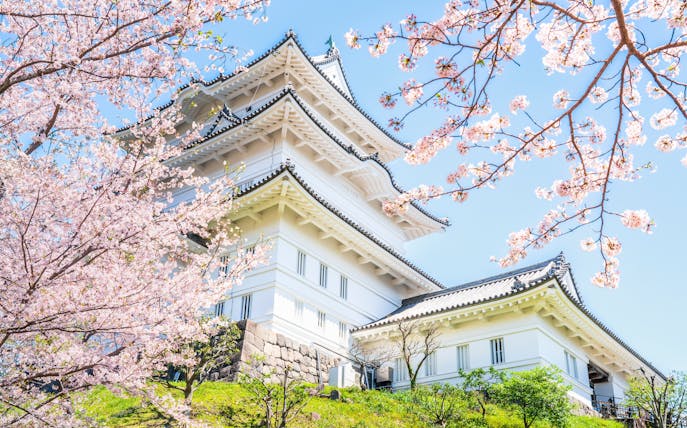 Odawara Castle main keep with cherry blossoms in full bloom, Kanagawa, Japan.