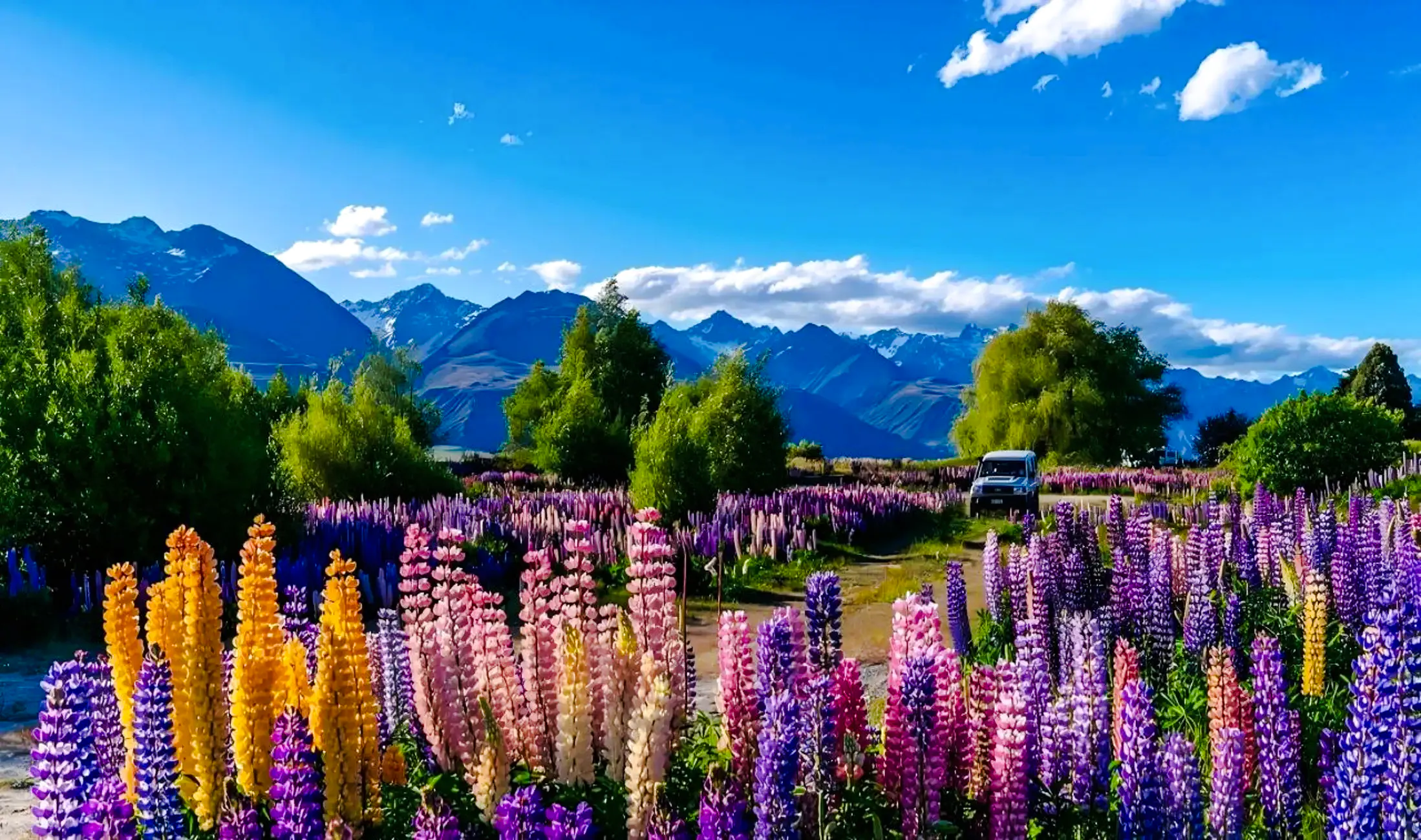 From Christchurch: Lake Tekapo Tour With Hot Pools Entry