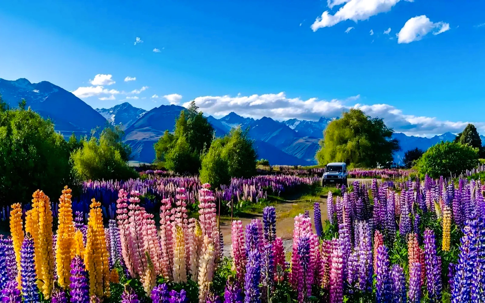 From Christchurch: Lake Tekapo Tour With Hot Pools Entry