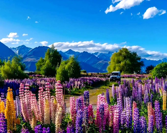 From Christchurch: Lake Tekapo Tour With Hot Pools Entry