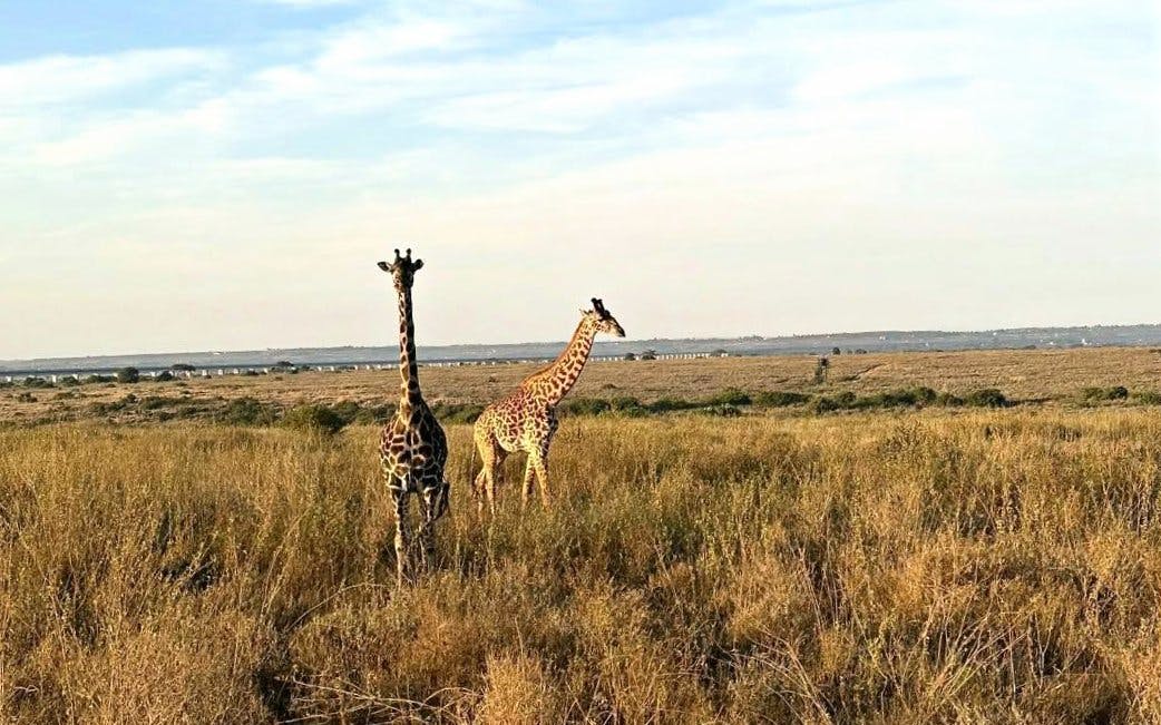 Giraffes walking through grassland in Nairobi National Park.