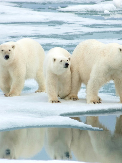Polar bears on Arctic ice during Tromso wildlife tour.