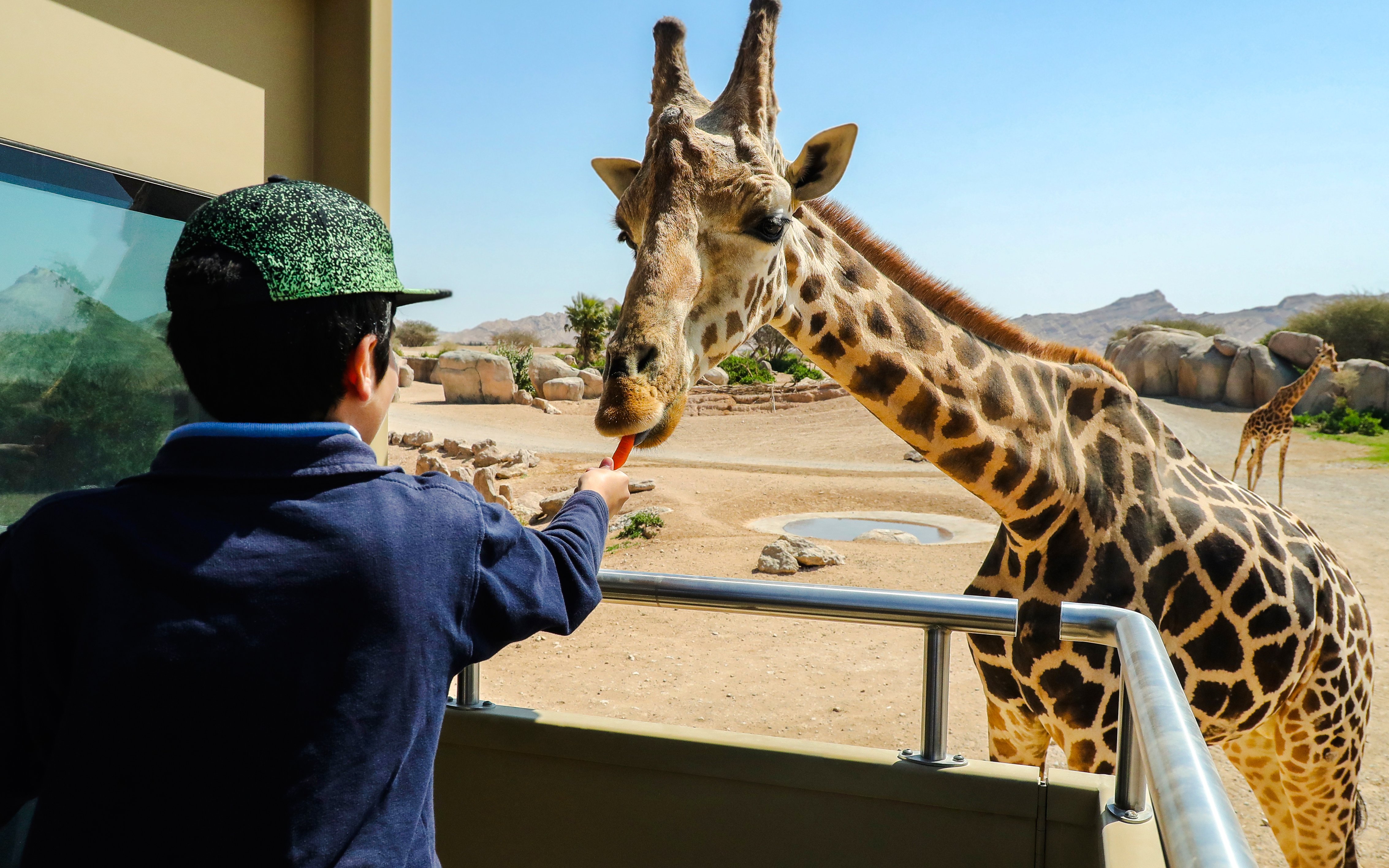 Feeding a giraffe at Al Ain Zoo in a safari setting.