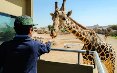 Feeding a giraffe at Al Ain Zoo in a safari setting.