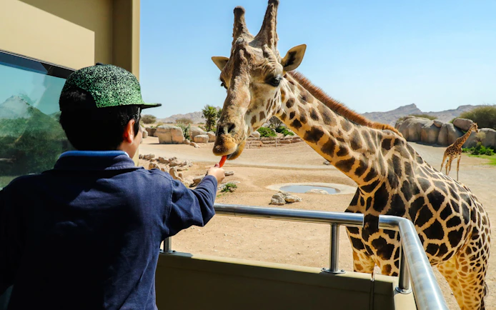 Feeding a giraffe at Al Ain Zoo in a safari setting.