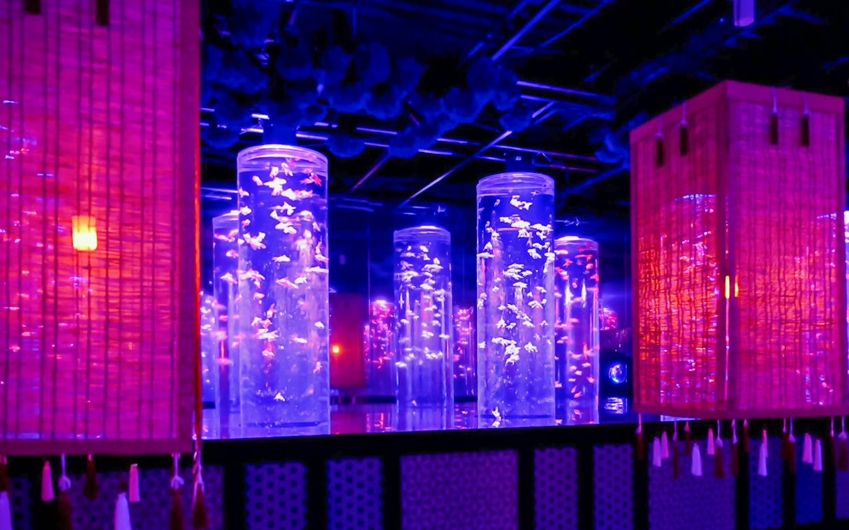 Fish tanks with colorful lighting at Art Aquarium Museum GINZA.