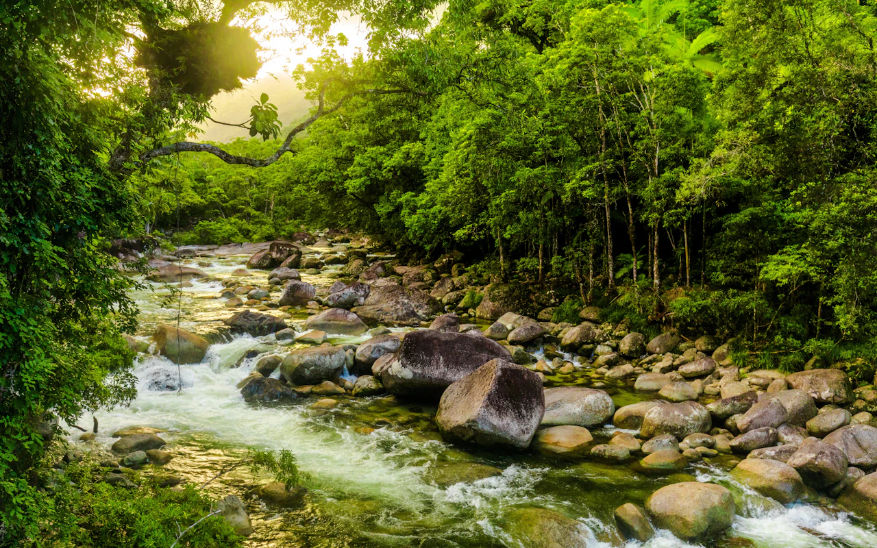 Au départ de Port Douglas : circuit haut de gamme en petit groupe dans la forêt tropicale, à Mossman Gorge, croisière pour observer les crocodiles et au Cap Tribulation, avec déjeuner gastronomique et pause thé le matin — 8