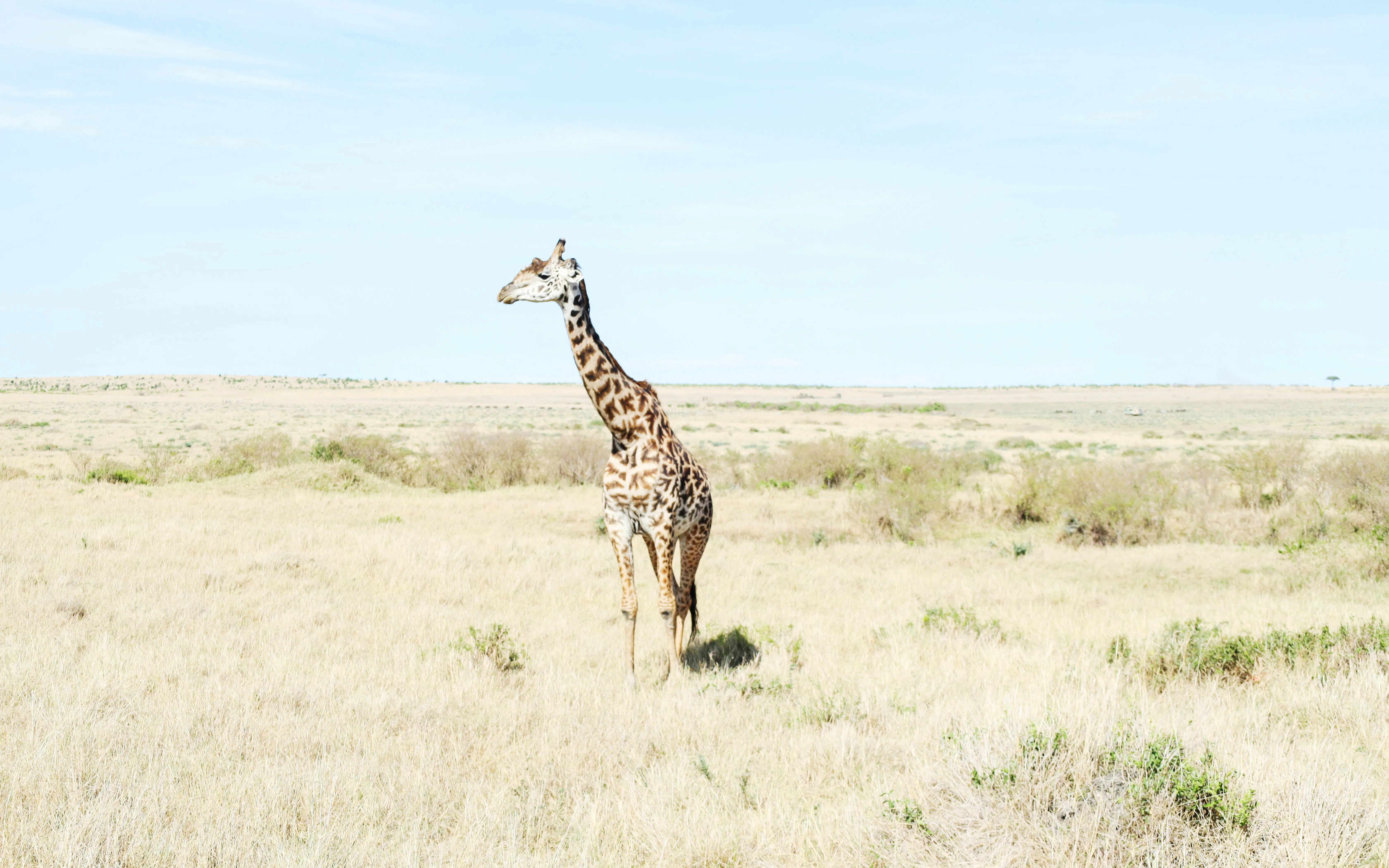 Giraffe standing in the open savannah of Masai Mara, Kenya.