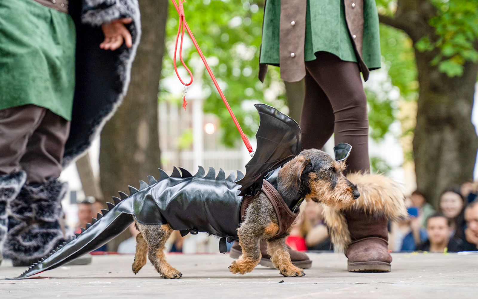 Dachshund in black dragon costume at Halloween Dog Parade.