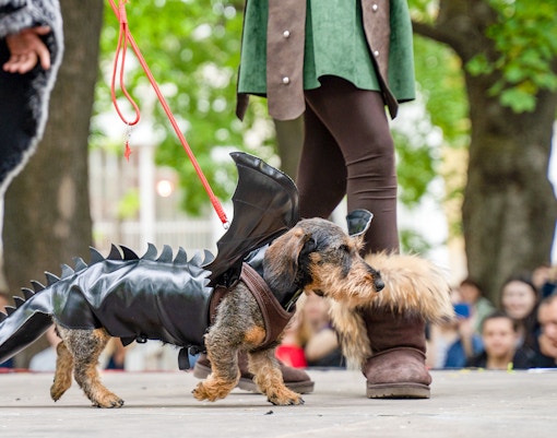 Dachshund in black dragon costume at Halloween Dog Parade.