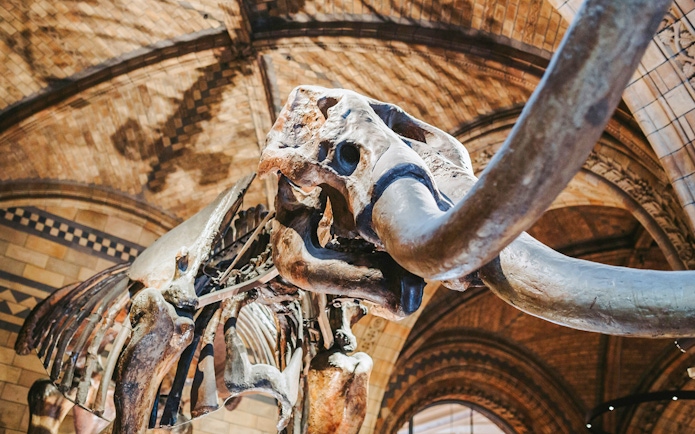 Mammoth skeleton exhibit at the Natural History Museum.