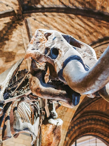 Mammoth skeleton exhibit at the Natural History Museum.