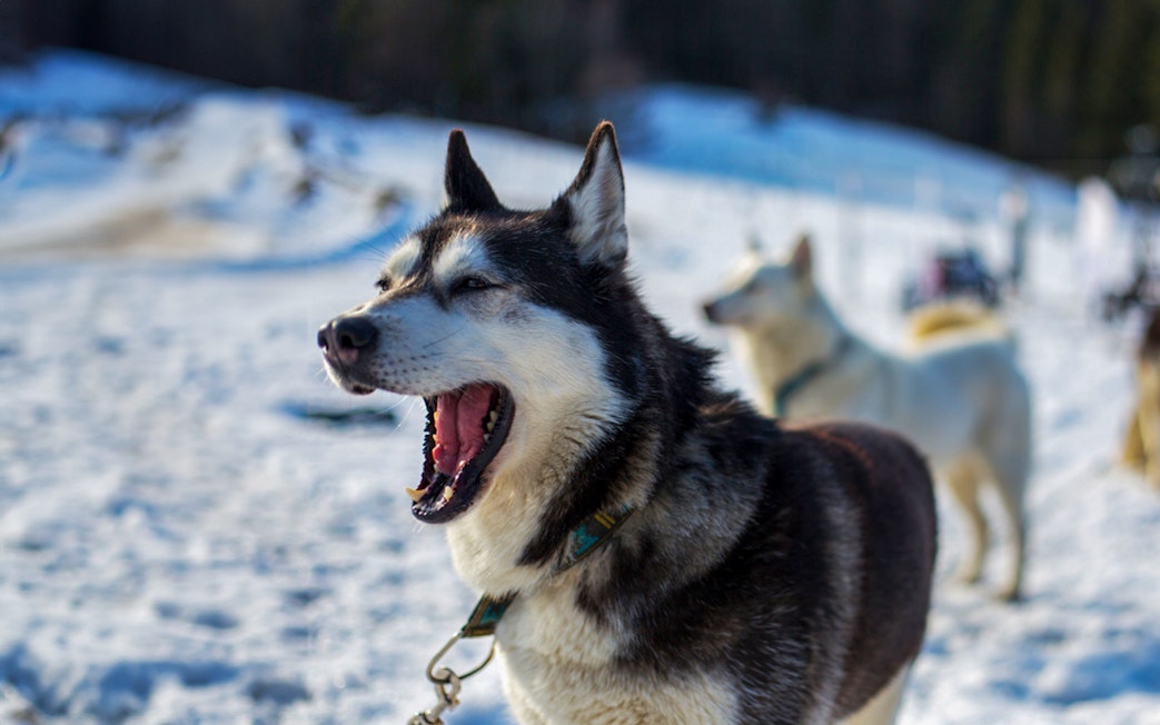 Husky dog on snowy trail during Tatra Mountains sledding tour from Krakow.