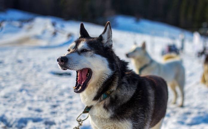 Husky dog on snowy trail during Tatra Mountains sledding tour from Krakow.