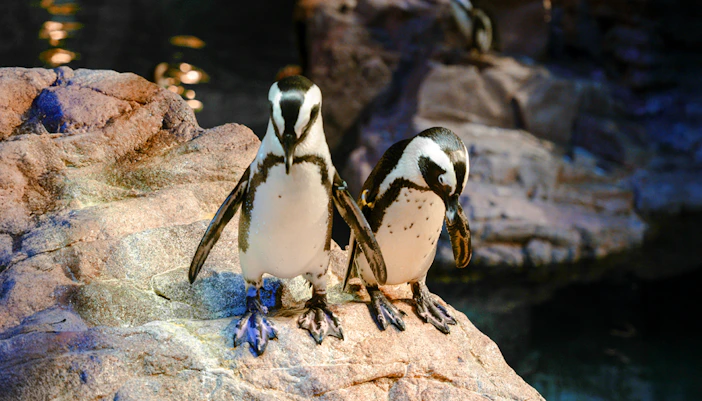 Penguins standing on rocks at New England Aquarium, Boston.