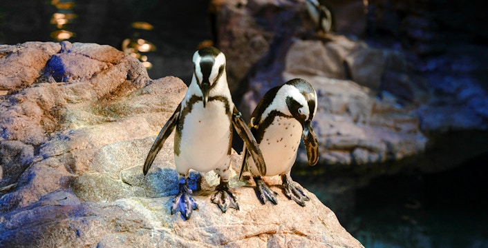 Penguins swimming and interacting at New England Aquarium, Boston.