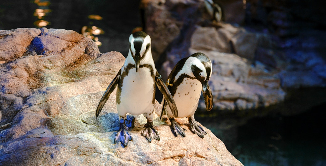 Penguins swimming and interacting at New England Aquarium, Boston.