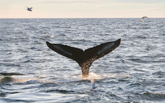Whale tail emerging from ocean during Reykjavík midnight sun tour.