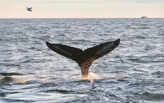 Whale tail emerging from ocean during Reykjavík midnight sun tour.