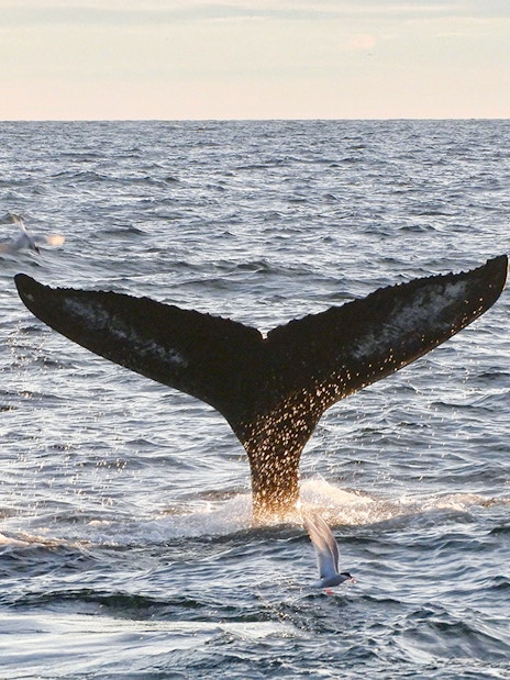 Whale tail emerging from ocean during Reykjavík midnight sun tour.