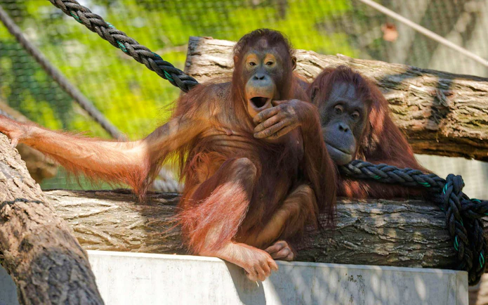 Orangutans Théodora and Java on logs at Jardin des Plantes, Paris, France.