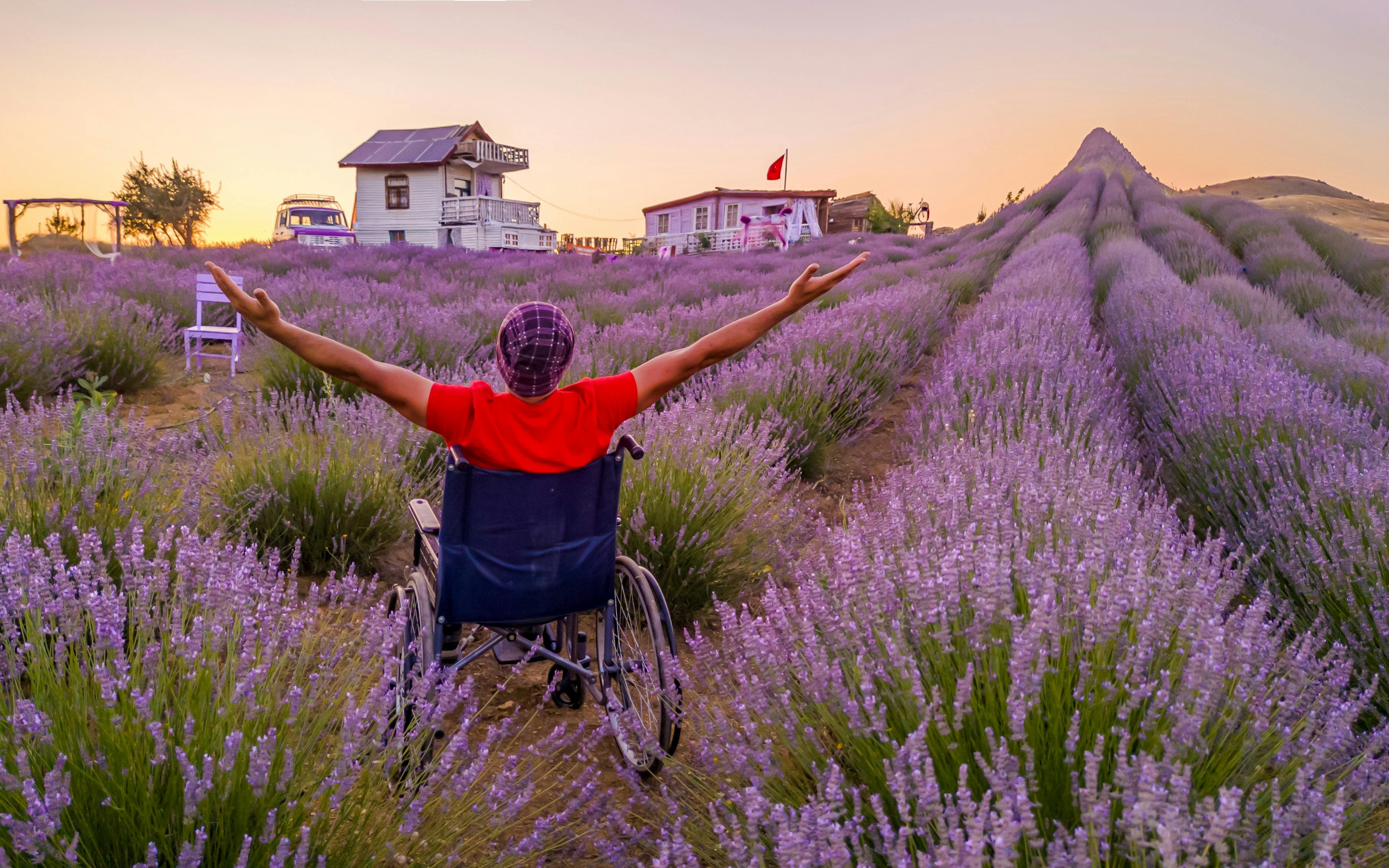 Person in a wheelchair enjoying sunset in lavender fields with distant houses.