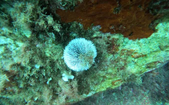 Sea urchin on rocky seabed during Villasimius diving baptism, Capo Carbonara, Cagliari.