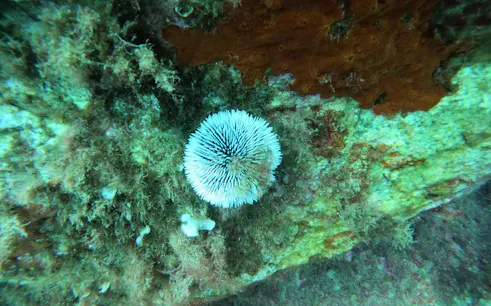Sea urchin on rocky seabed during Villasimius diving baptism, Capo Carbonara, Cagliari.