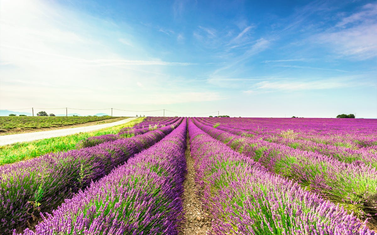 1-day guided tour of hokkaido biei blue pond & furano flower fields-8 1-day guided tour of hokkaido biei blue pond & furano flower fields-8