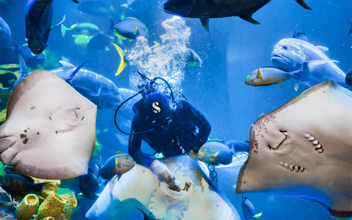 Diver interacting with stingray in aquarium surrounded by fish.