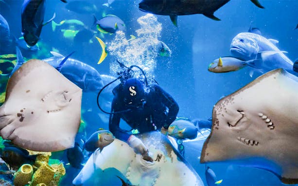 Diver interacting with stingray in aquarium surrounded by fish.