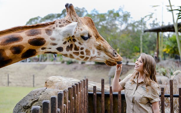 Irwin family member with giraffe at Australia Zoo.
