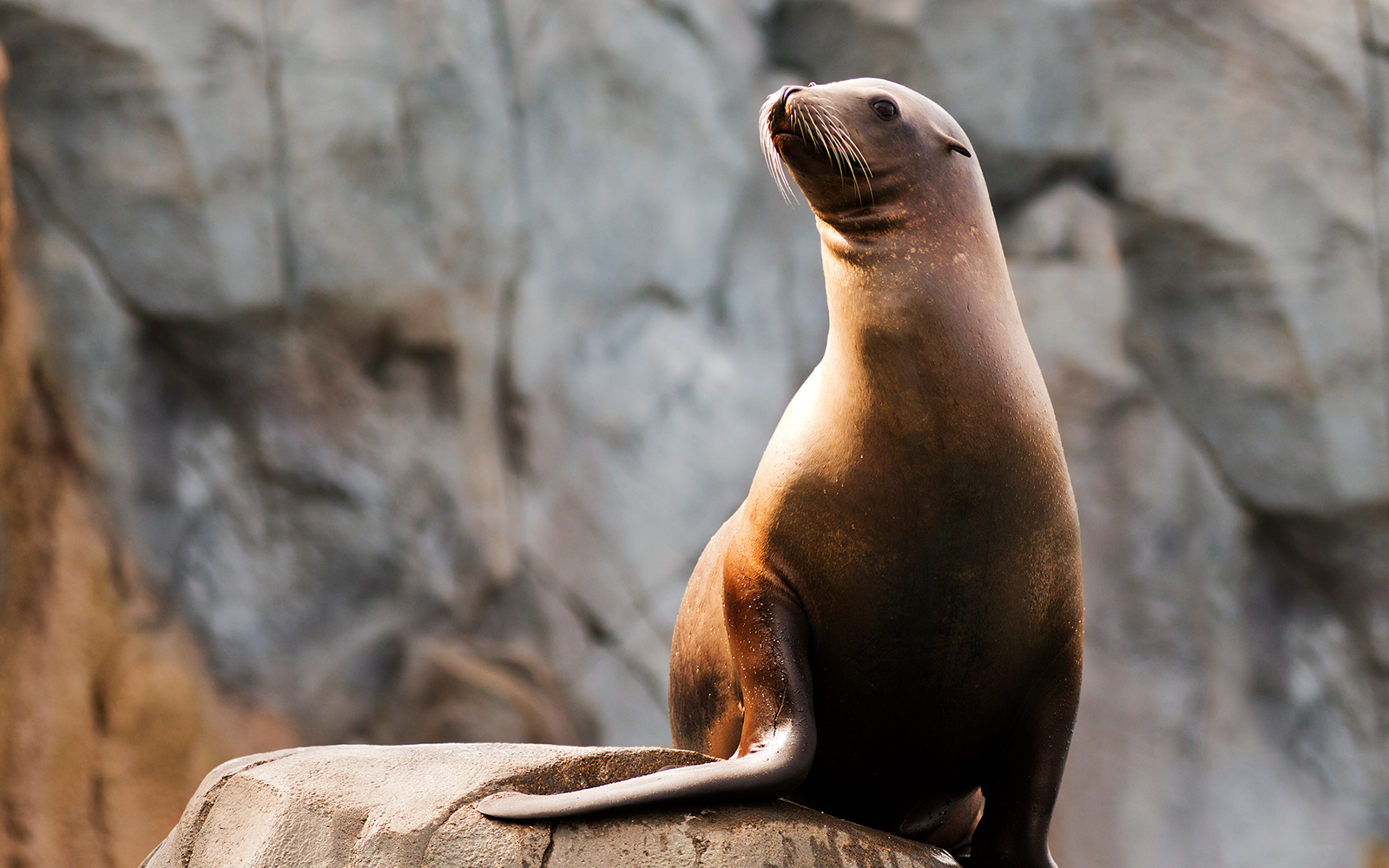 Polarium - Schonbrunn Zoo
