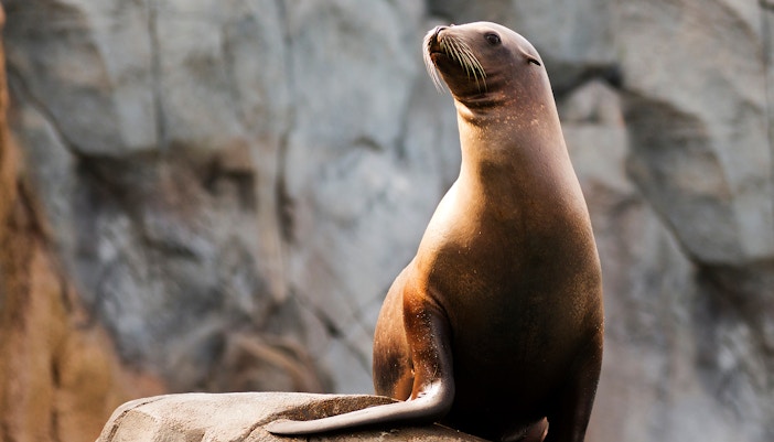 Polarium - Schonbrunn Zoo