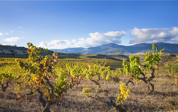 Vineyards in Rioja with mountains in the background, part of a wine tour from Bilbao.