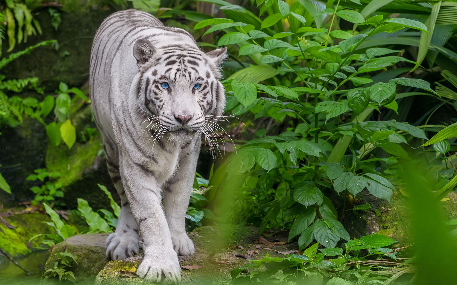 Beautiful white tiger albino with blue eyes walking through the forest