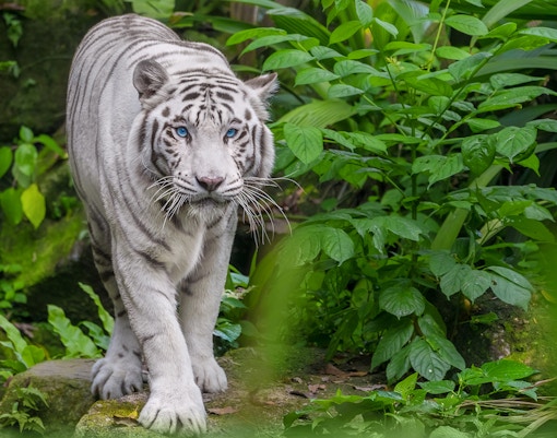 Beautiful white tiger albino with blue eyes walking through the forest