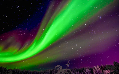 Northern Lights over snowy Rovaniemi landscape with silhouetted trees.