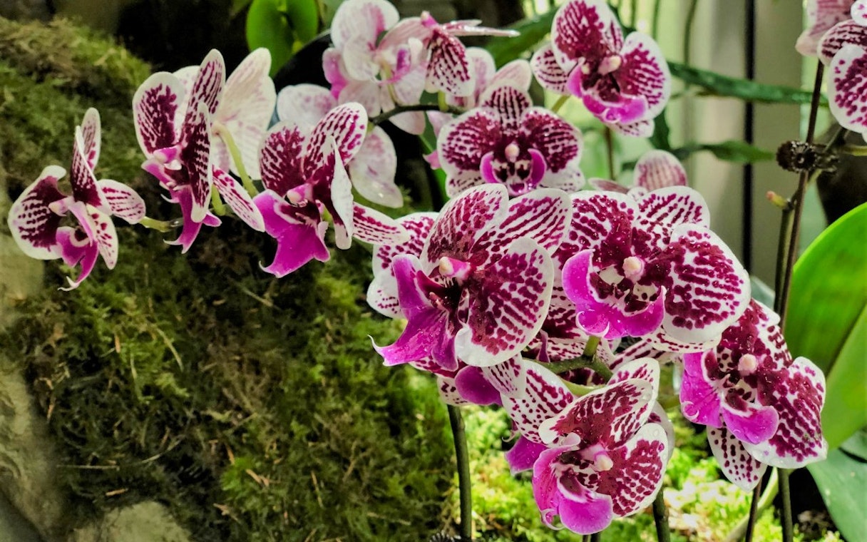 Orchids with purple and white patterns at National Orchid Garden, Singapore.