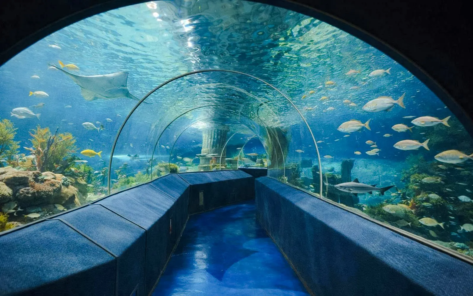 Tunnel with aquatic animals at Vinwonders Phu Quoc Theme Park.