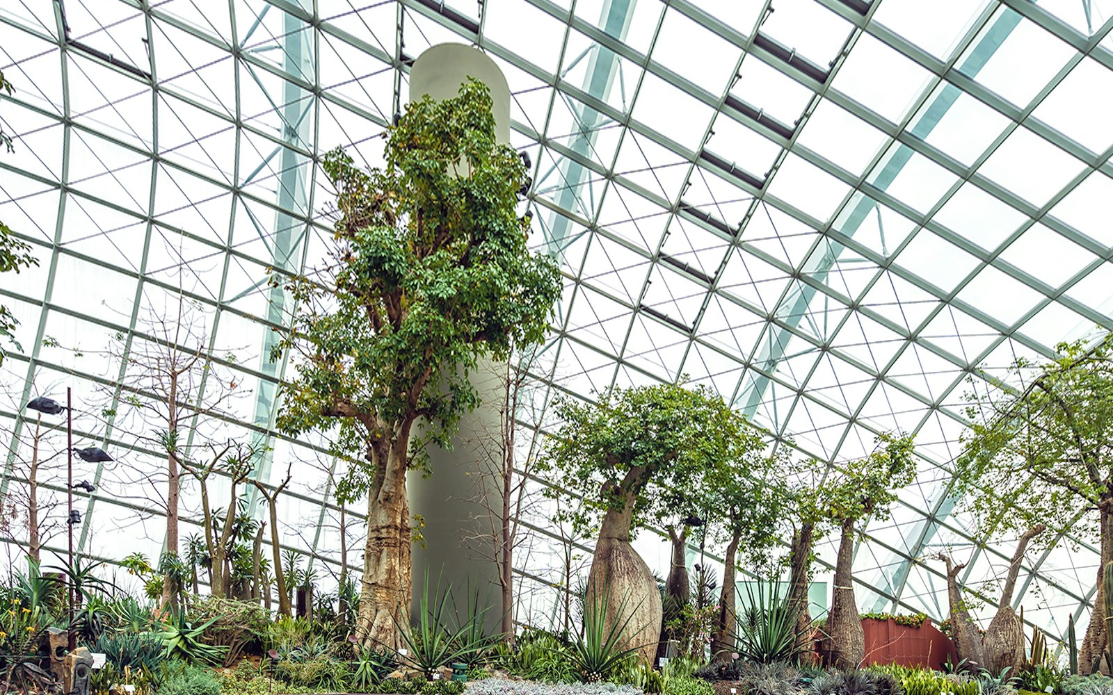 Bottle Tree Displays at the Flower Dome
